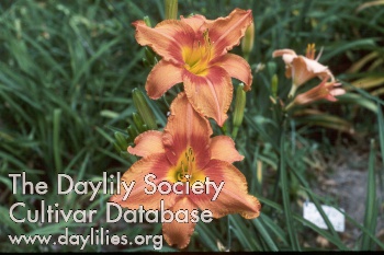 Daylily Look Away